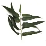 在飛比找蝦皮購物優惠-UK ND 檸檬尤加利 Eucalyptus Citriod