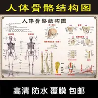 在飛比找蝦皮購物優惠-3.23 熱賣 人體骨骼圖大掛圖器官內臟結構圖分佈穴位圖人體