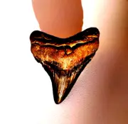 BEAUTIFUL WOODEN COLOURED MEGALODON FOSSIL SHARK TOOTH