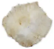 Banjo Snare Marching Dejembe Bodhran Frame Hand Drum 18" NATURAL UNCUT Skin Head