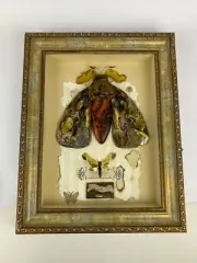 USA KIZIMA Handmade Pano Picture Moth Baltic Amber Home Decor