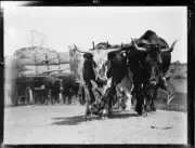 Bullock team pulling a loaded wagon along a country road, NSW, 1 O- Old Photo