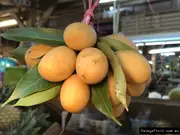 Buy Maprang Fruit Tree - Bouea macrophylla