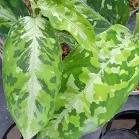 在飛比找蝦皮購物優惠-迷彩 粗肋草 Aglaonema pictum tricol