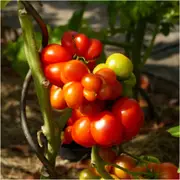 Tomato - Reisetomate seeds