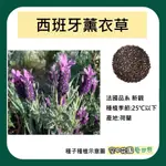 【台灣出貨 電子發票】薰衣草 種子 狹葉 真薰衣 西班牙 孟德 新觀 香草 精油 驅蚊植物 種花 乾燥花 空中花園藝世界