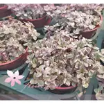 芙菈朵森林 胭脂雲 3吋盆 4.5吋盆 觀葉植物 室內植物 綠化植物