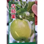 一禪種苗園-口感清脆爽口果肉細膩<青蜜蘋果>水果苗-4.5吋盆/生長旺盛/有最豐富的維他命A和最少的糖/ANNY