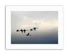ANIMAL FLOCK SKEIN GAGGLE GEESE FLIGHT BIRD Canvas art Prints