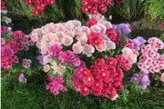 Godetia 'Dwarf Azalea Mix' / Clarkia amoena / Farewell to spring seeds - Standard Packet (see description for seed quantity)