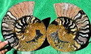 Large Black Ammonite Pair Crystals 177mm Dinosaur Fossil XXL 7.0" 110myo a3736op