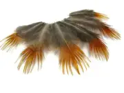 1 Pack - Natural Yellow Golden Pheasant Plumage Loose Feather 0.10 Oz Halloween
