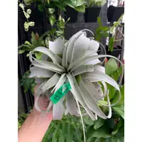 在飛比找蝦皮購物優惠-「有植氛圍」空氣鳳梨-霸王鳳 霸王xerographica 