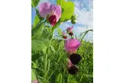 SNOW PEA 'Yukomo Giant' / Yakumo seeds - Standard Packet - approx 20+ seeds