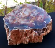 4 Lb 15Oz Natural Rare Opalized Mirror Polished Multicolor Big Petrified Wood Uv