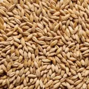Joe White Pilsner Malt