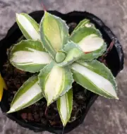 Rare Agave 'Kichijokan' White mediopicta Random Boutique