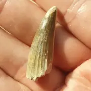 Niger Theropod Dinosaur Suchomimus Tooth Fossil 3.5cm(1.37inch) Cretaceous era