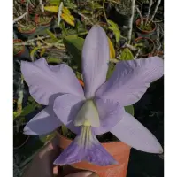 在飛比找蝦皮購物優惠-Cattleya nobilior 花色不知是那棵