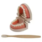 Early Childhood Education Brushing and Washing Tools Deciduous Tooth Model