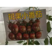 在飛比找蝦皮購物優惠-花囍園_水果苗—斑果小番茄--新品種~果實上有不規則紋路/3