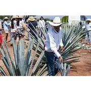 Save 15.01%! Magic Town Tequila and Agave Fields