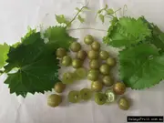 Buy Muscadine Grape Adonis Vine (Vitis rotundifolia)