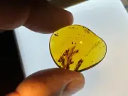 A101 BU1385 Bryophytes fruiting bodies sporangia in Burmese Amber Myanmar 99my