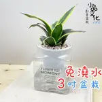 【小品文化】金邊虎尾蘭【現貨】3吋糖果免澆水盆栽 懶人盆栽 觀葉植物 室內植物 自動吸水 創意花盆 居家辦公盆花