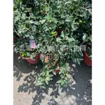 ☆萬花叢★灌木植物【茶梅(紅)/山茶梅(紅)】★5/6吋盆★高約20-45CM☆