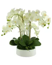 Creative Displays Orchid Arrangement In A Round Planter With Leaves And Moss