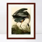 Framed Canvas Art Giclee Print Great Blue Heron by John James Audubon 24"x32"
