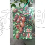 花幫派_水果苗--紅棗(嫁)--棗屬(ZIZYPHUS)~小喬木植物/4.5吋高約10-20CM