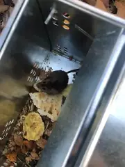 Ketch-All Mousetrap, Silver Mouse Trap