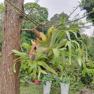 上板普哇鹿角蕨 鹿角蕨 普鹿 交 爪哇 Platycerium  植栽 綠化 裝飾 18原生種