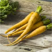 Carrot - Solar Yellow seeds