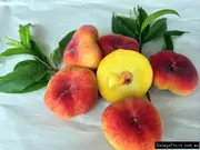 Buy Angel Peach Subtropical Fruit Trees Grafted (Prunus persica)
