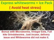 Seed shrimp Vinergar eels micro worm beef heart daphnia white worms live brine
