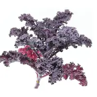 在飛比找蝦皮購物優惠-羽衣甘藍種子20顆~深紅捲葉品系~Scarlet Kale