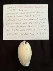 EXTINCT Fossilized COWRIE Shell ( Akleistostoma Rugostoma ) From Central Florida